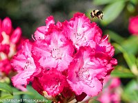 Rhodedendons and Bumble bee