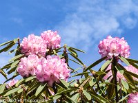 Rhodedendons and sky