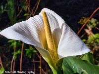 White Lily 1