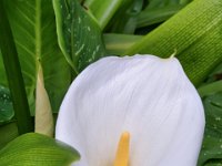 White Lily 3