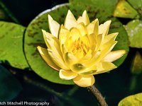Yellow Lotus 3