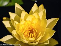 Yellow Lotus 4
