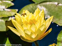 Yellow Lotus 5