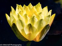 Yellow Lotus 6