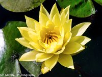Yellow Lotus 7