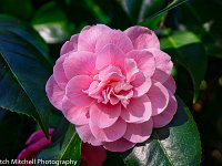 DSC602 Camellia
