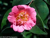 DSC6059 Camellia