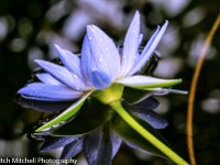 blue lily 2