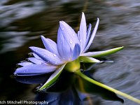 blue lily 3