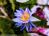 blue lotus 2