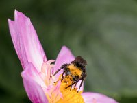 bumble bee on pink