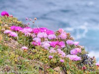 ice plant blossoms