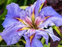 lavander iris