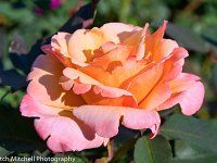 pink & orange rose