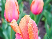 pink & orange tulips in rain