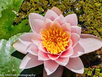 pink lotus 6 (Copy)