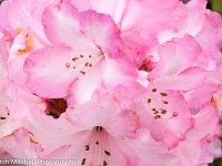 pink rhodedendrons (Copy)