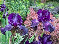 purple iries