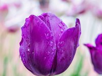 purple tulip in rain